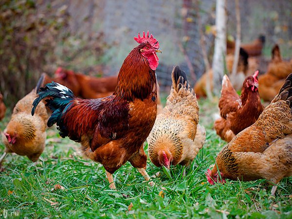 Породы куриц | ЗооТом - продажа, вязка и услуги для животных в Спасске-Дальнем