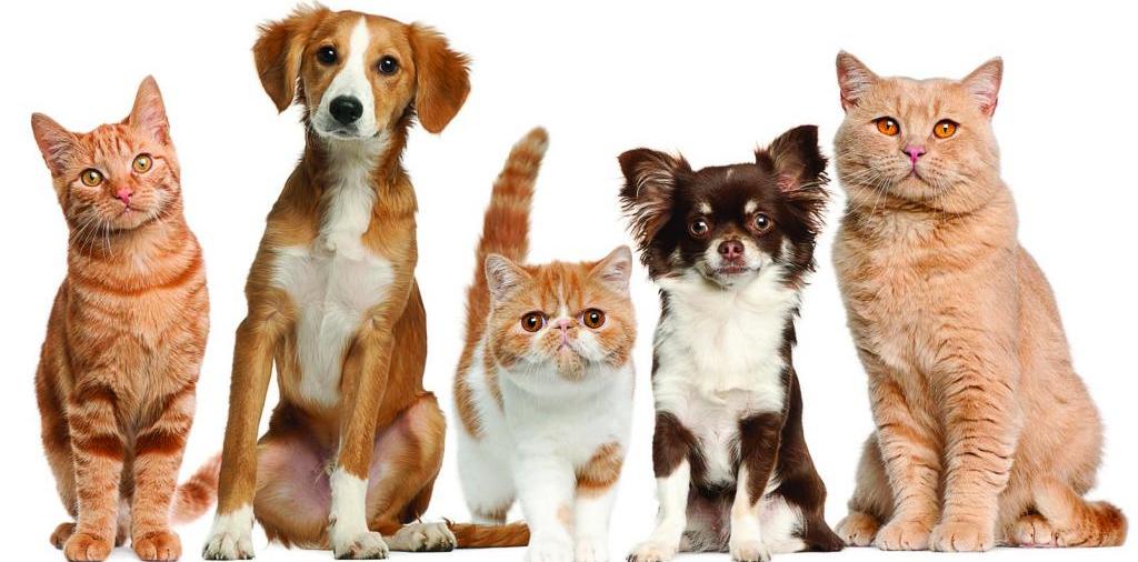 Доска объявлений о животных | ЗооТом - продажа, вязка и услуги для животных в Спасске-Дальнем