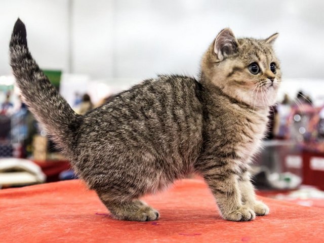Породы кошек в Спасске-Дальнем | ЗооТом портал о животных