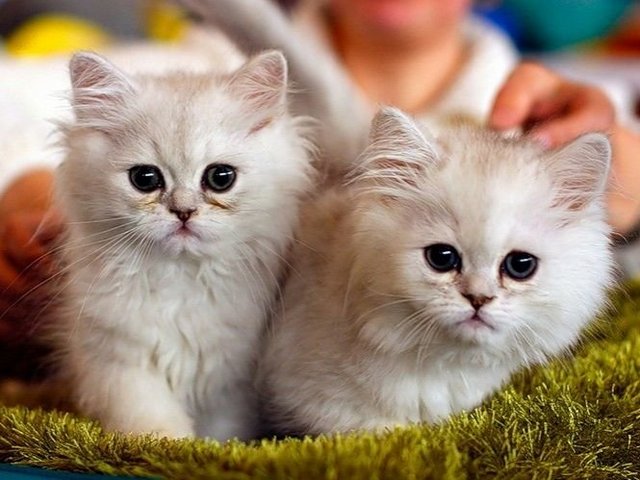 Породы кошек в Спасске-Дальнем | ЗооТом портал о животных