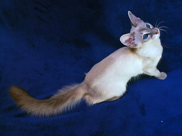 Выведенные породы кошек в Спасске-Дальнем | ЗооТом портал о животных