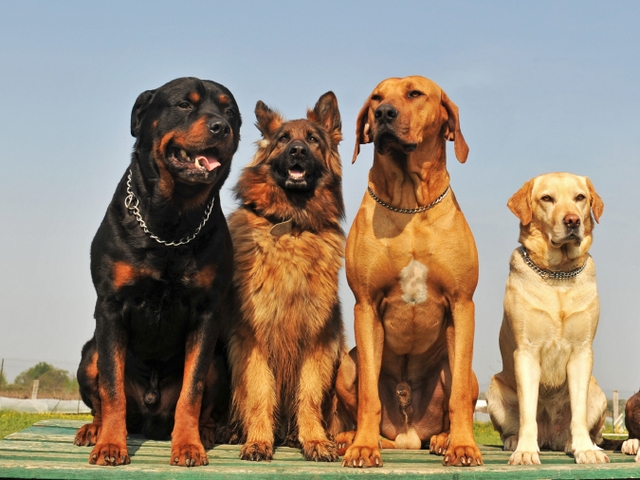 Крупные породы собак в Спасске-Дальнем | ЗооТом портал о животных